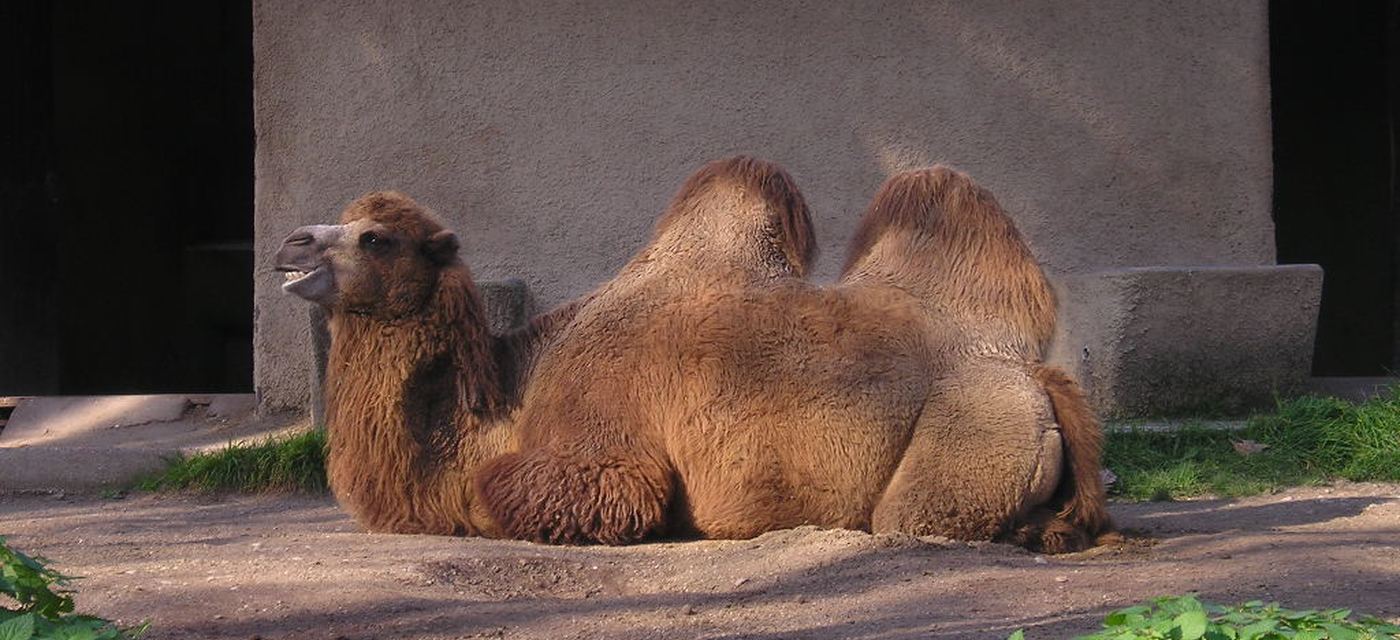 Bioparco (Rome Zoo)